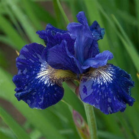 Growing Siberian Iris Hgtv