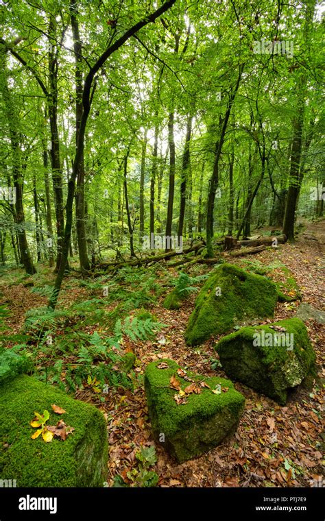 Woodland Boulders Hi Res Stock Photography And Images Alamy
