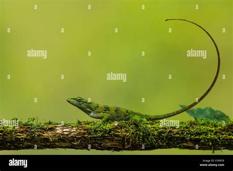 A Green Anole Lizard Resting On A Branch Stock Photo Alamy