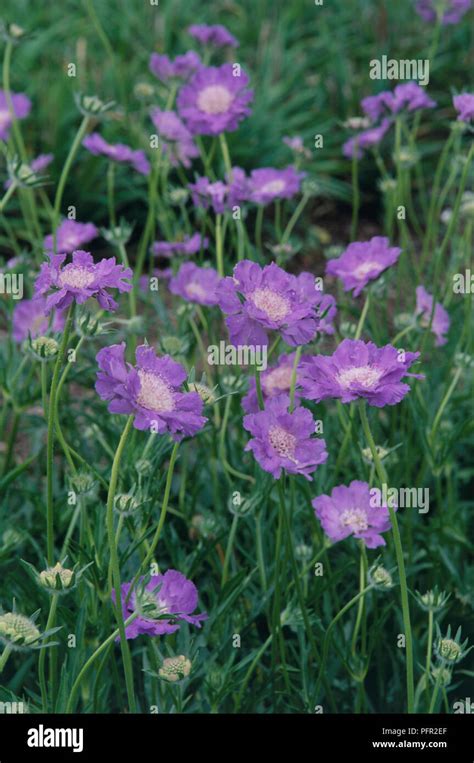 Scabiosa Cultivar Hi Res Stock Photography And Images Alamy