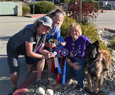 Tail Wagging Dogs | Where Training is Tail Wagging Fun!