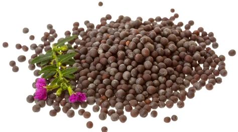 What Are Mustard Seeds And Their Benefits Amchur