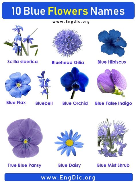 Blue Flowers Names With Pictures Flower Names Blue Flower Names