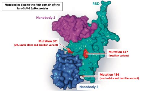 Are Nanobodies More Effective Than Antibodies News Covid