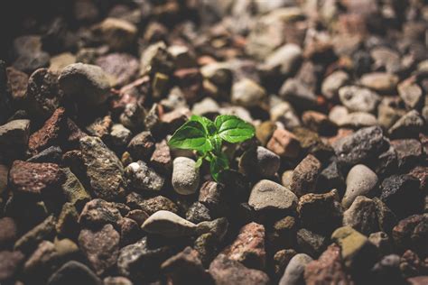 Plant Growing Between The Rocks Free Stock Photo