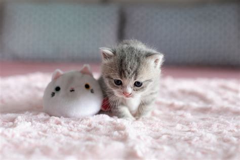 TOP 101 Hình ảnh Con Mèo Cute Siêu Lầy Lội được Yêu Thích Nhất E