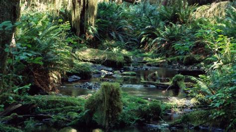 7 Ciri Ciri Hutan Hujan Tropis Pengertian Ekosistem Bioma Gambar