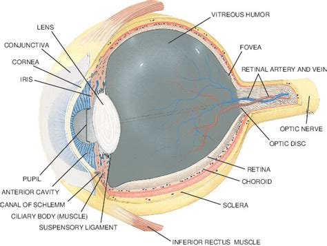 Eye Tabers Medical Dictionary