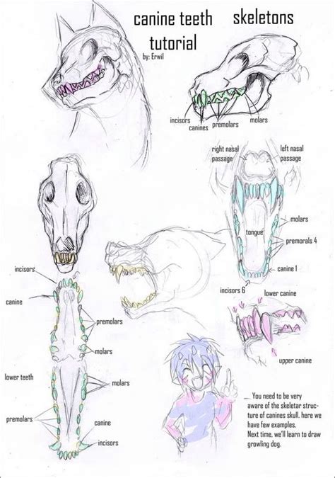 How To Draw A Skull Dog Furry