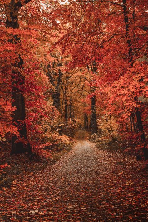 Download 1125x2436 Forest Colorful Leaves Fall Path