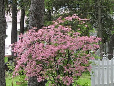 Flowering Shrubs For Full Sun Zone 9 10 Shrubs That Thrive In Warm