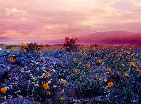 These super bloom events are rare in death valley. Psychedelic Flowers in the Death Valley Desert - Fubiz Media