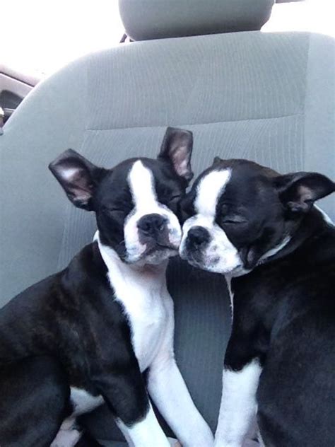 Boston Terrier Dog Terrier Dogs Iggy Dog Pictures Cute Animals