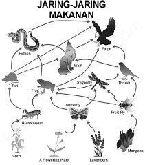 Contoh rantai makanan yang ada di sawah antara lain yaitu sebagai berikut PERUBAHAN DALAM JARING-JARING MAKANAN - Kurikulum Pelajaran