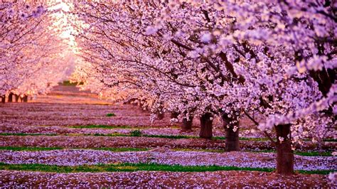 desktop cherry blossom wallpaper enwallpaper