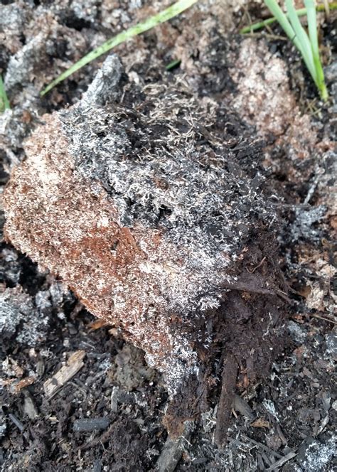 Maybe you would like to learn more about one of these? Mulch And Fungus - Learn About Types Of Fungus In Mulch