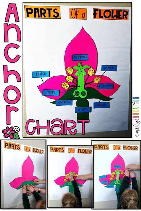 Engaging Plant Anchor Chart For Parts Of A Flower Interactive And