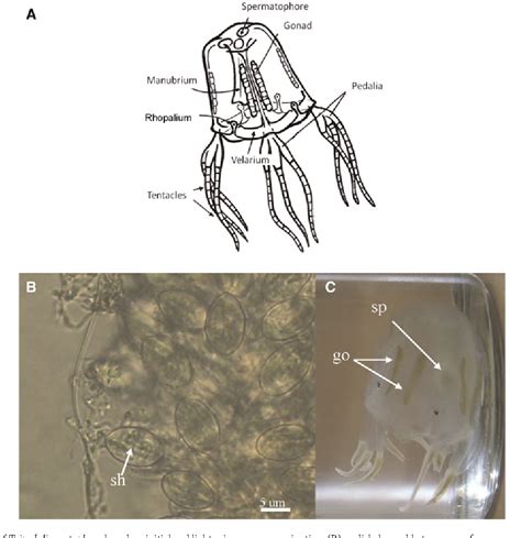 Figure 1 From First Report Of The Box Jellyfish Tripedalia Cystophora