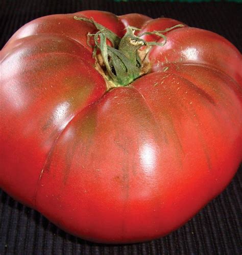 Black Krim Organic Tomato Seeds West Coast Seeds