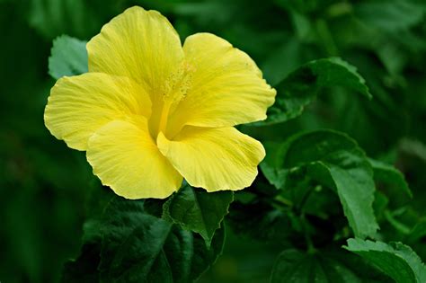 Flower Hibiscus Yellow Free Photo On Pixabay Pixabay