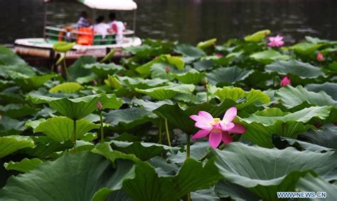 Lotus Flowers After Rainfall At Daming Lake In Jinan Shandong Global