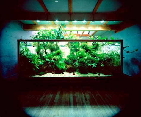 Defining features of the iwagumi style aquascape Aquascaping by Takashi Amano | Nature aquarium, Aquascape ...