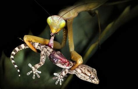 Praying Mantis Kills Hummingbird Video