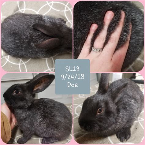 Missouri foxtrotters for sale are listed in tennessee, missouri, california, and other areas. Silver Fox rabbit Rabbits For Sale | Palmyra, MI #286436