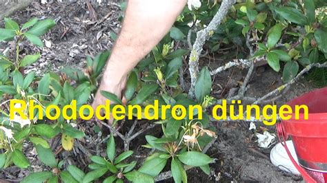 Am besten kaufen sie für diesen zweck einen speziellen rhododendrondünger, denn er ist perfekt auf die ansprüche des zierstrauchs abgestimmt. Rhododendron düngen wann wie oft und womit - YouTube