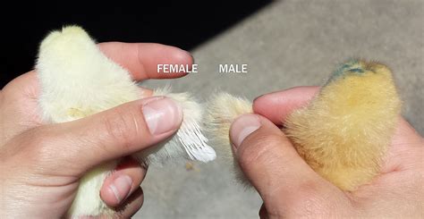 How To Chicks Male Or Female Sexing Chickens Silkie Chickens Keeping Chickens