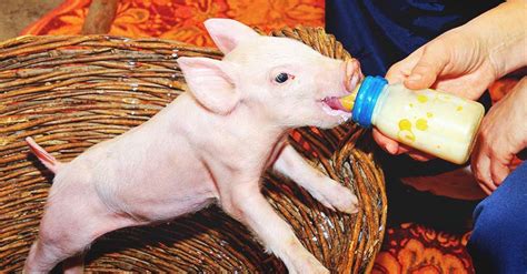 How To Bottle Feed Piglets Correctly