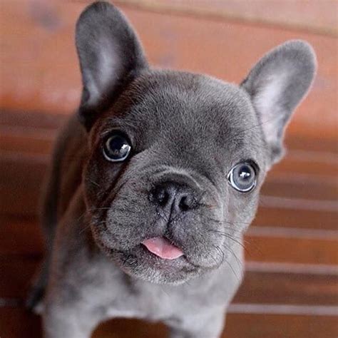Pin On Frenchiebulldogspuppies