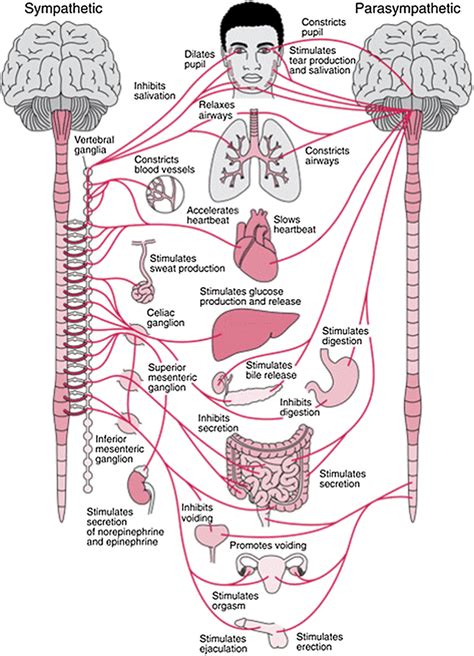 Anatomy Of The Autonomic Nervous System And Its Sympathetic Download Scientific Diagram