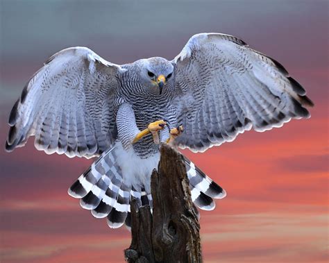 Grey Hawk Photograph By Russell Dudzienski Pixels