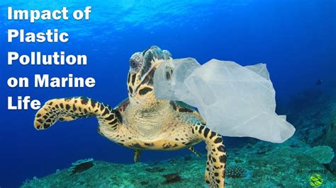 How Does Plastic Pollution Affect Marine Life And How