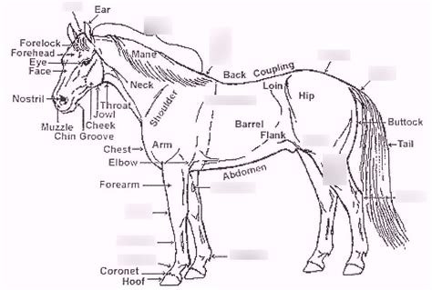 Horse Anatomy Diagram Quizlet