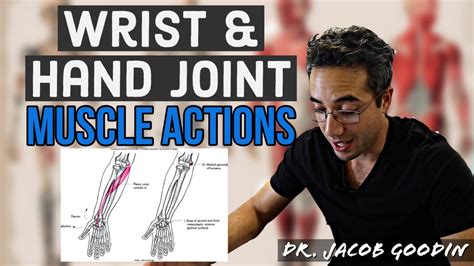 Wrist & Hand Anatomy: Muscle Actions - YouTube