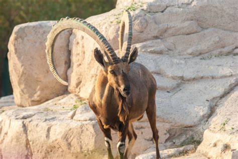 Best Ibex Stock Photos Pictures And Royalty Free Images Istock