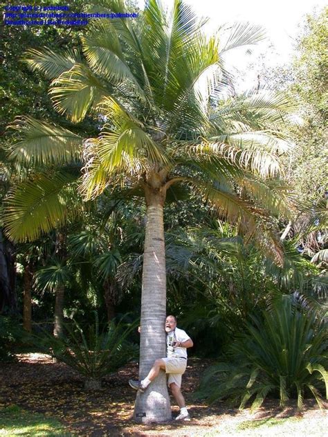 Plantfiles Pictures Majesty Palm Ravenea Rivularis By Palmbob