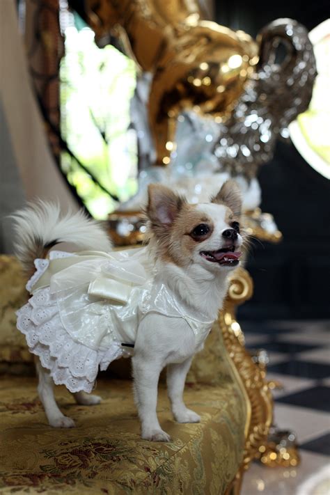 We did not find results for: Glamouröse Festmode für Hunde im Doggydolly Outlet Store