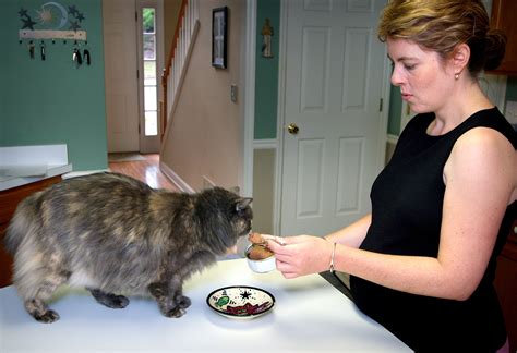 The treatment is different for feline diabetes patients with uncomplicated diabetes and those with ketoacidosis. Free picture: woman, feeding, cat, home