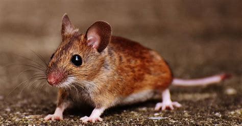 Kişileştirme Nınnin Beklemek Male Or Female Mouse Better Pet Wasat