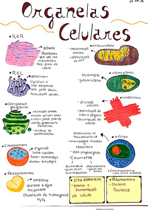 ORGANELAS CELULARES CITOPLASMÁTICAS Celulas e suas organelas Mapa