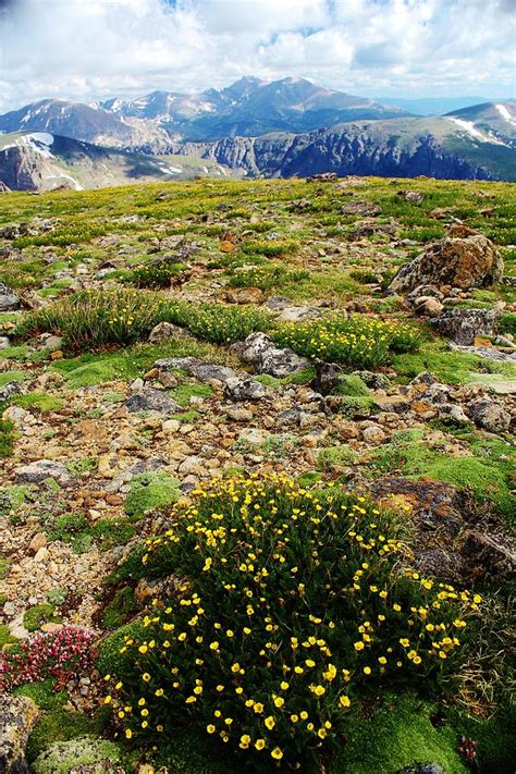 Summer Alpine Tundra Bloom Photograph By David Broome
