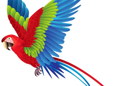 Parrot Clipart Jpeg Parrot Jpeg Transparent Free For Download On