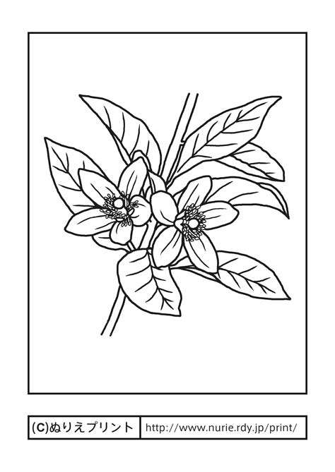 Jun 21, 2021 · 印刷して使える完全無料の高齢者向けおすすめ塗り絵素材をご紹介します。季節のお花や、カレンダー、難易度も簡単なものから難しいものまで500点以上ご用意しております！ ナツミカン・夏蜜柑(主線・黒)/山口県の花/無料塗り絵/都道府県 ...