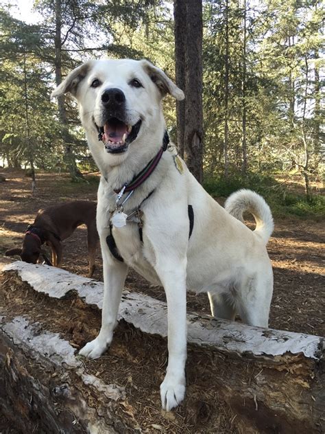 Wellness core reduced fat dry. 6 Reasons Big Dogs Are Simply the Best