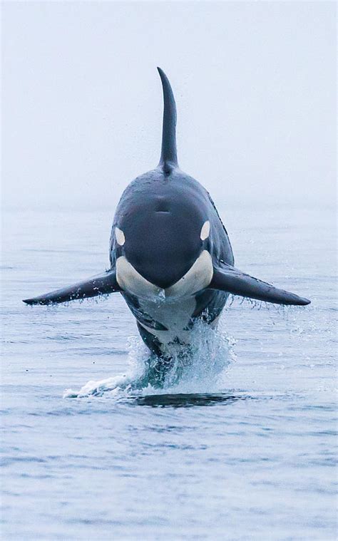 Breaching Killer Whale Photograph By Ken Rea Spirit Of Orca Pixels
