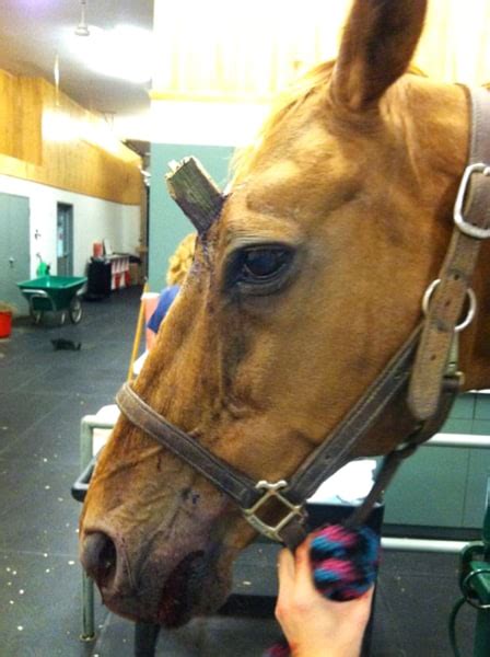 Retired Show Horse Becomes Unwitting Real Life Unicorn And Survives