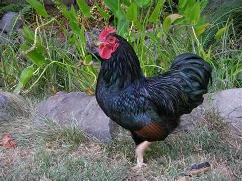 saddle feathers pics backyard chickens learn how to raise chickens